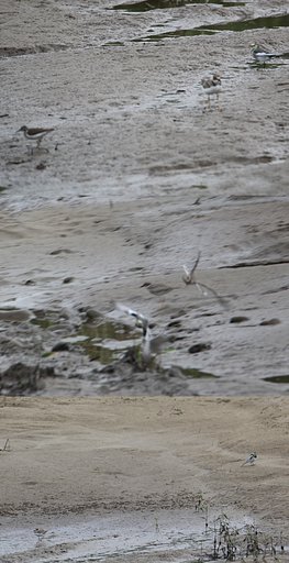 戦う野鳥たち