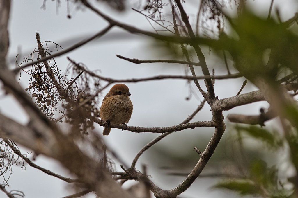 モズ♀