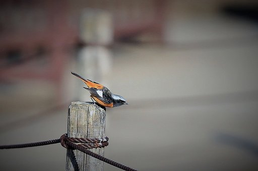 【1月に】行くぞ！