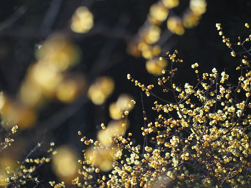 黄金色の粒立ち