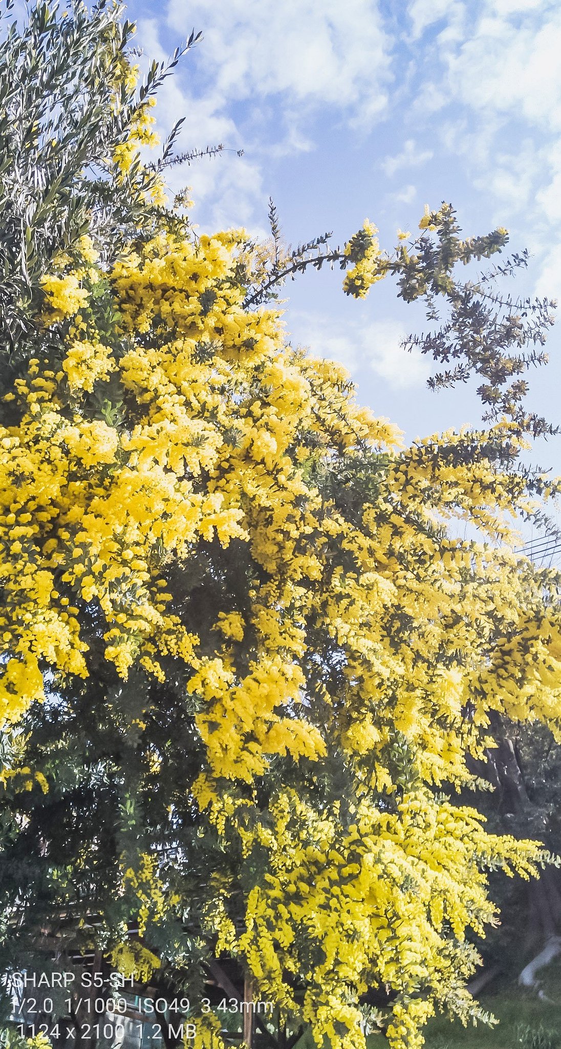 【如月の花】ミモザ（アカシア）の空