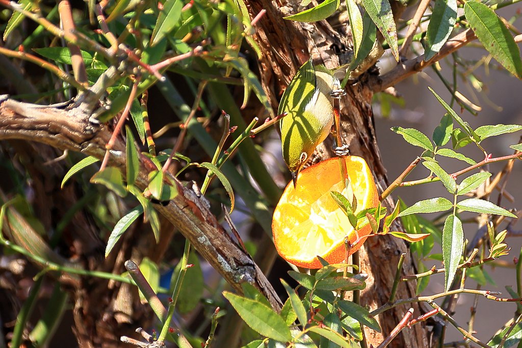 美味しいですか
