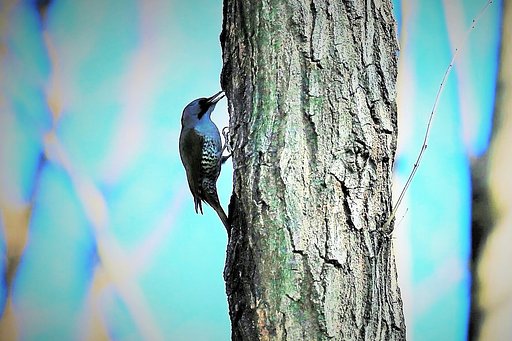 啄木鳥のハサミ