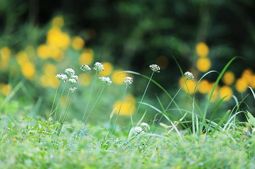 秋の草はら