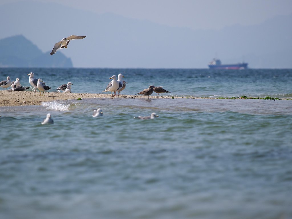 海鳥たちの休憩所