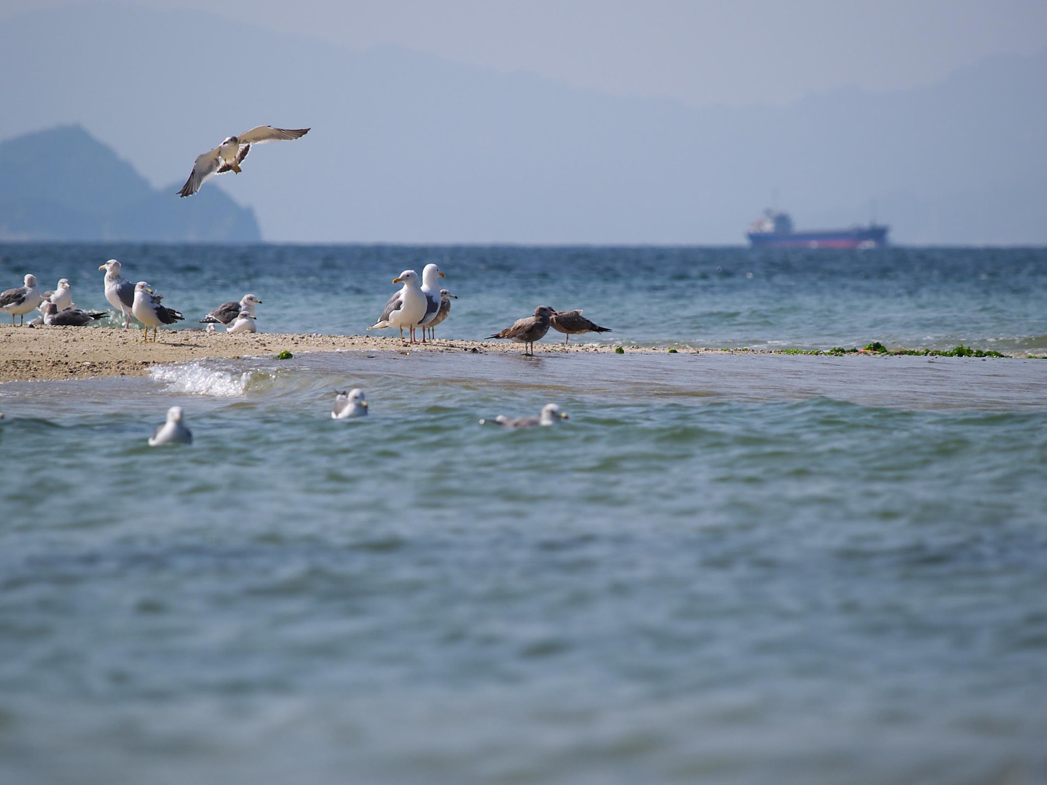 海鳥たちの休憩所