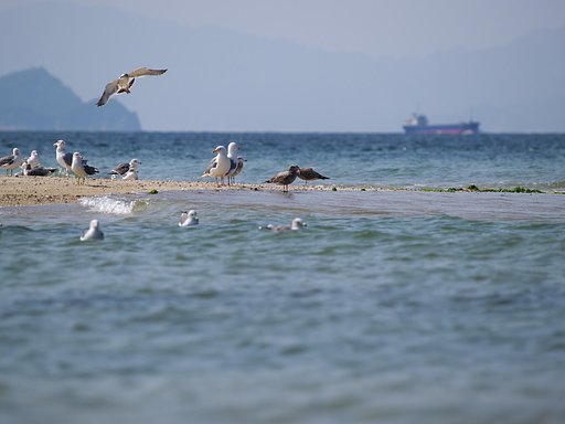 海鳥たちの休憩所