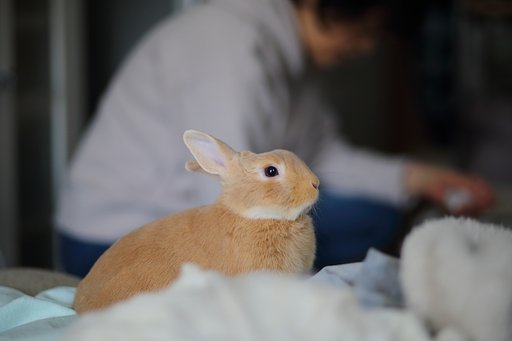 ノリオは元気