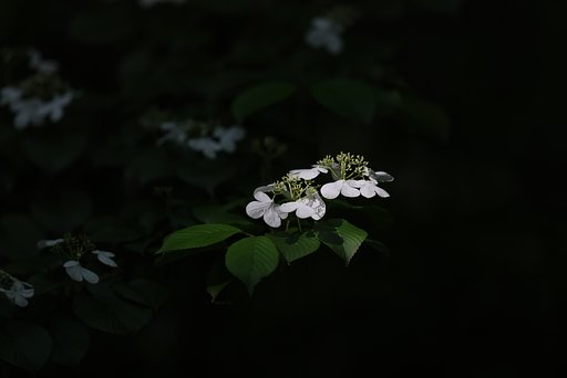 森の白拍子