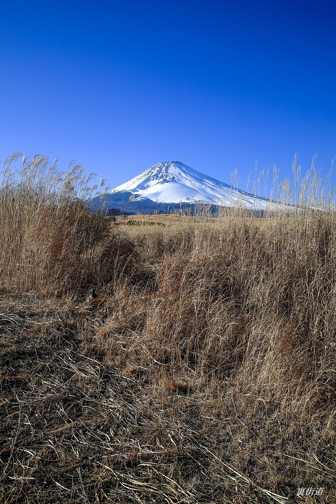 枯れ草越しの雪富士
