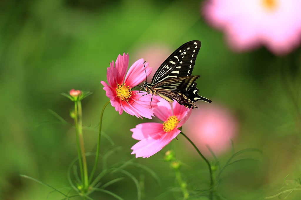 蜜を求めて