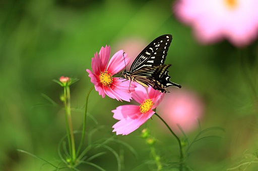 蜜を求めて