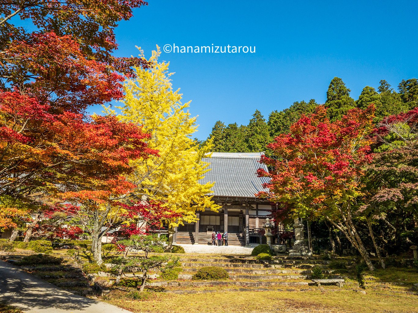 【銀杏】滋賀県のお寺