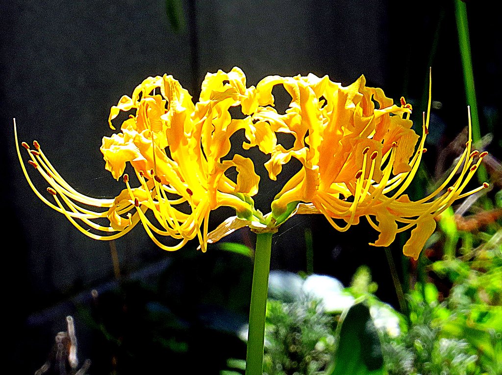 黄色の彼岸花UP
