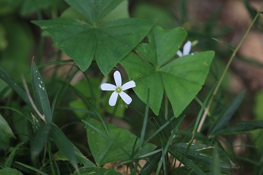 オキザリス・トリアングラリス(Oxalis triangularis)