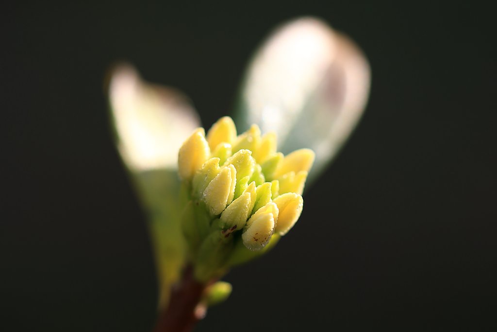 芽吹き