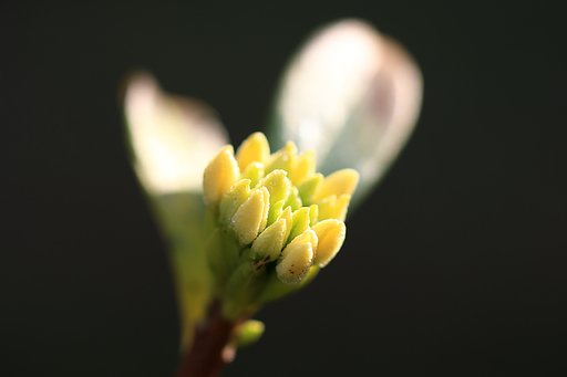 芽吹き