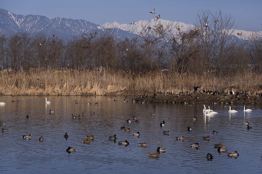 水鳥の楽園