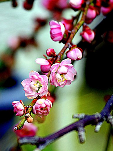 鉢植えの梅　紅