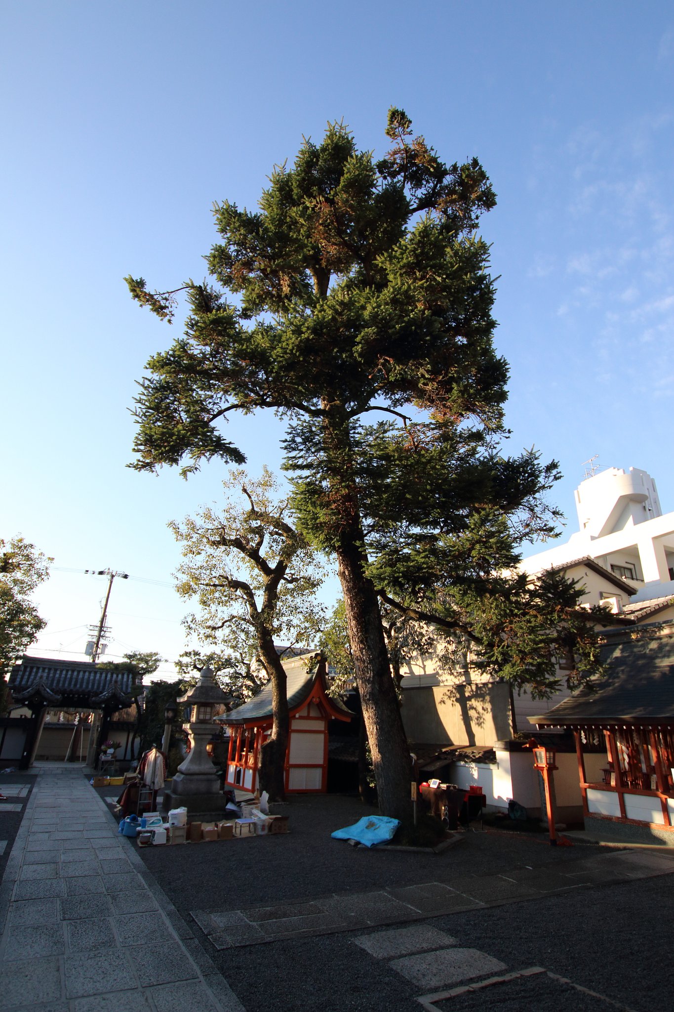 いけずな京都旅・大将軍八神社