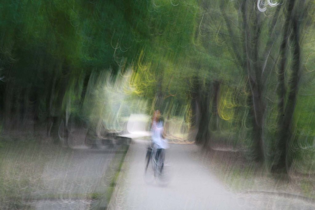緑陰の道