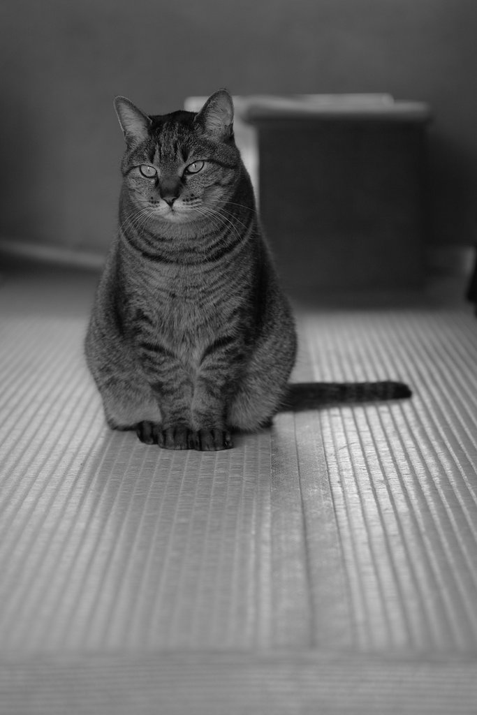 猫