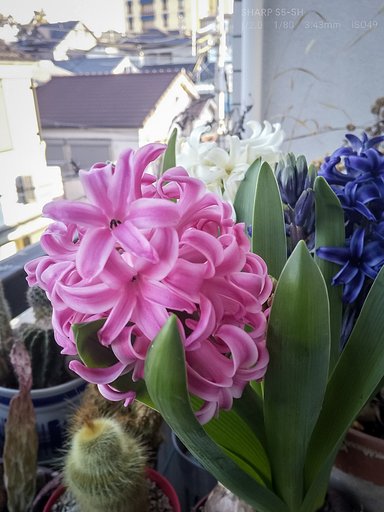 【如月の花】テラスから