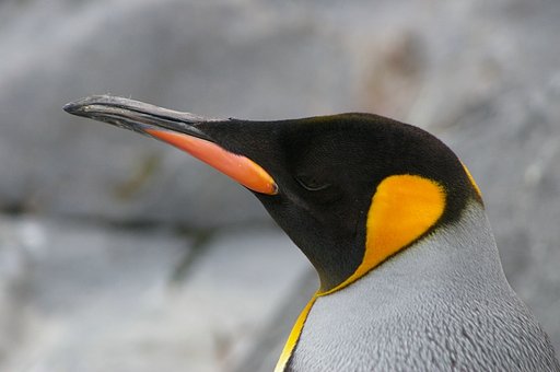 キングペンギン