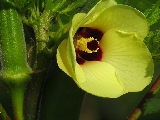 オクラの花UP