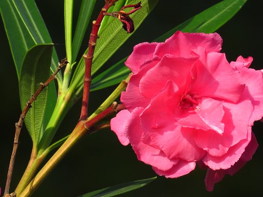 キョウチクトウの花UP