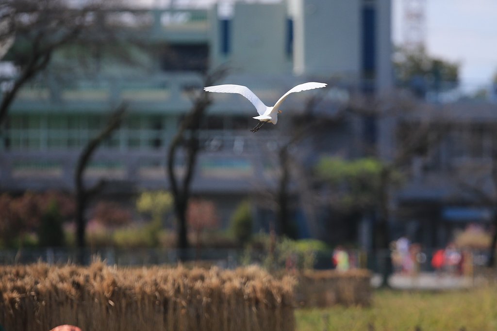 飛び去るダイサギ