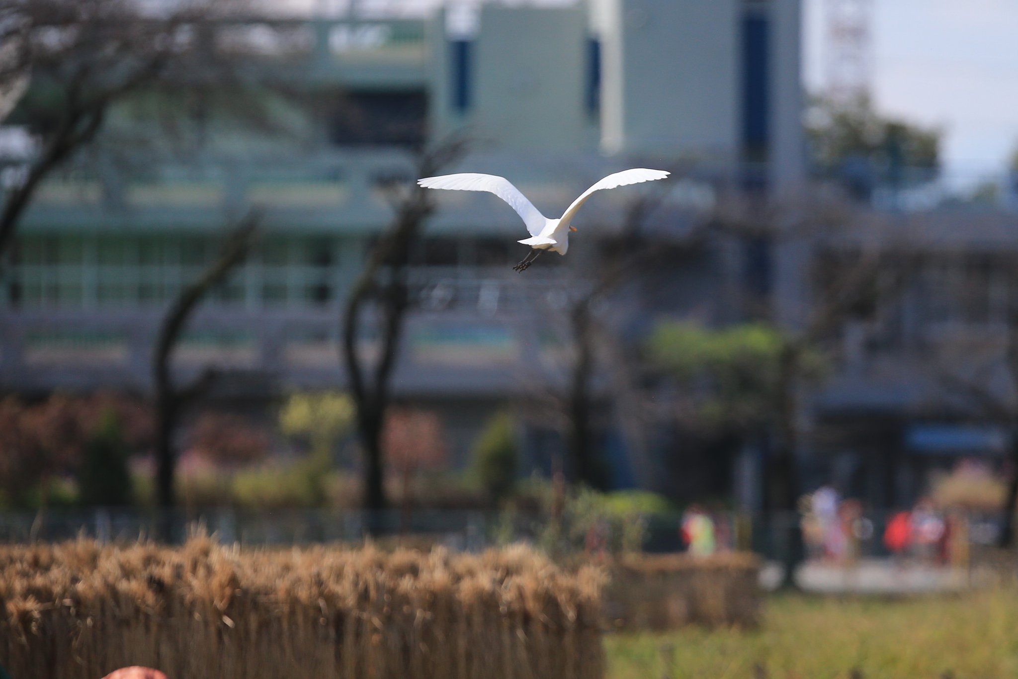 飛び去るダイサギ