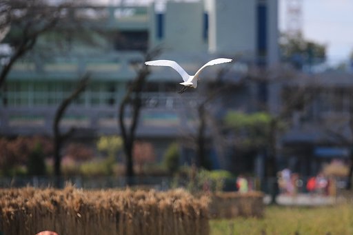 飛び去るダイサギ