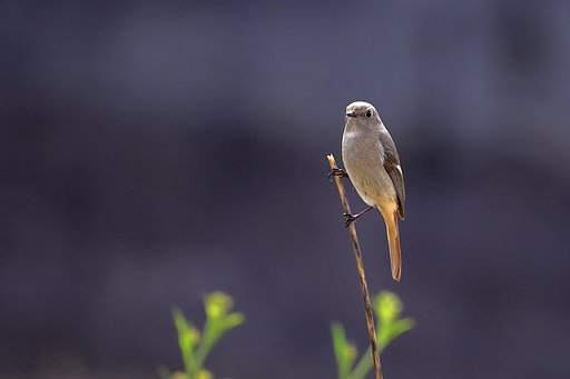 ポーズ