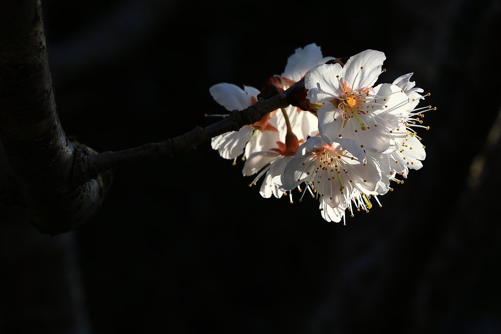 夕日に照らされて