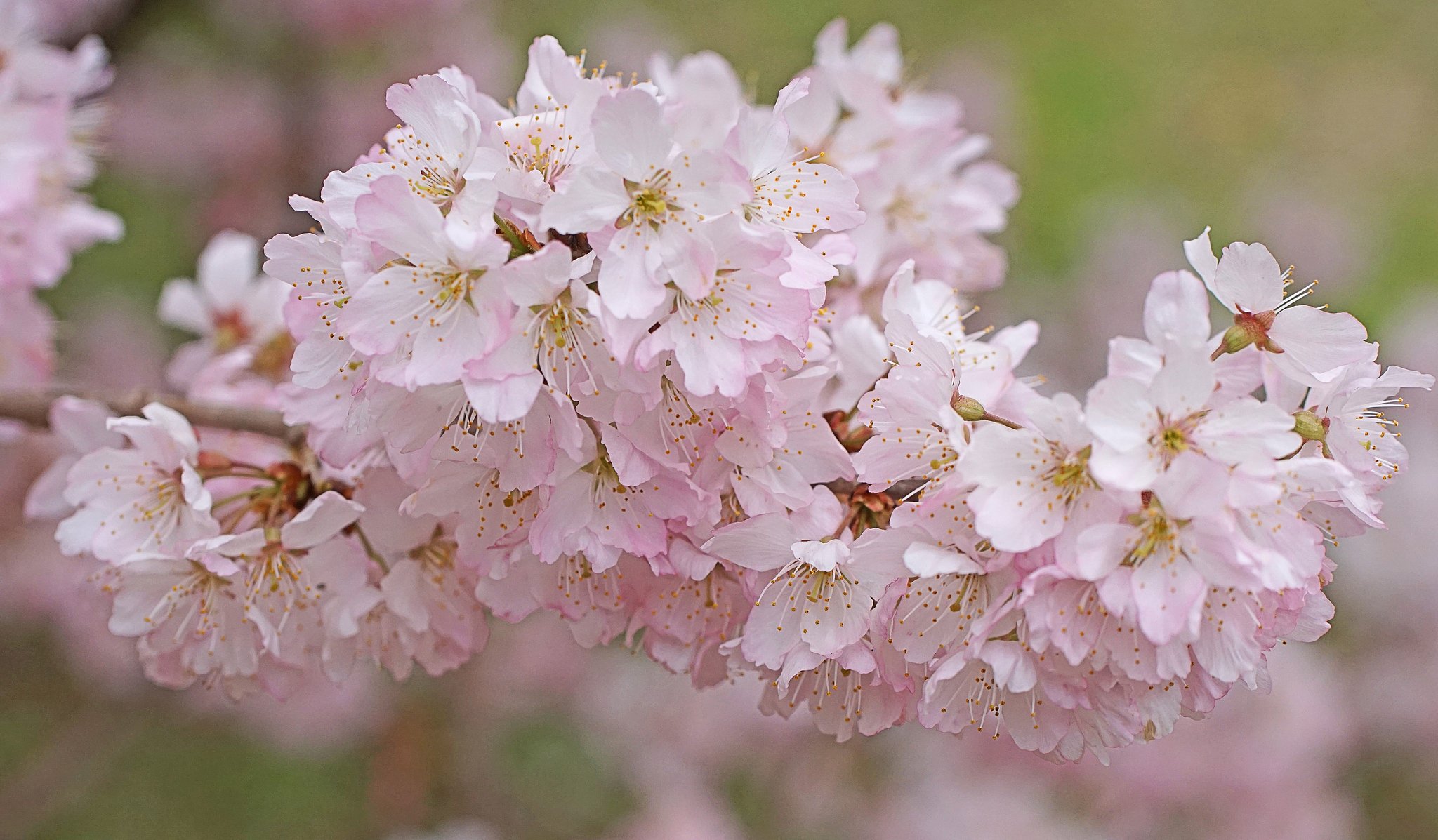 彼岸桜１