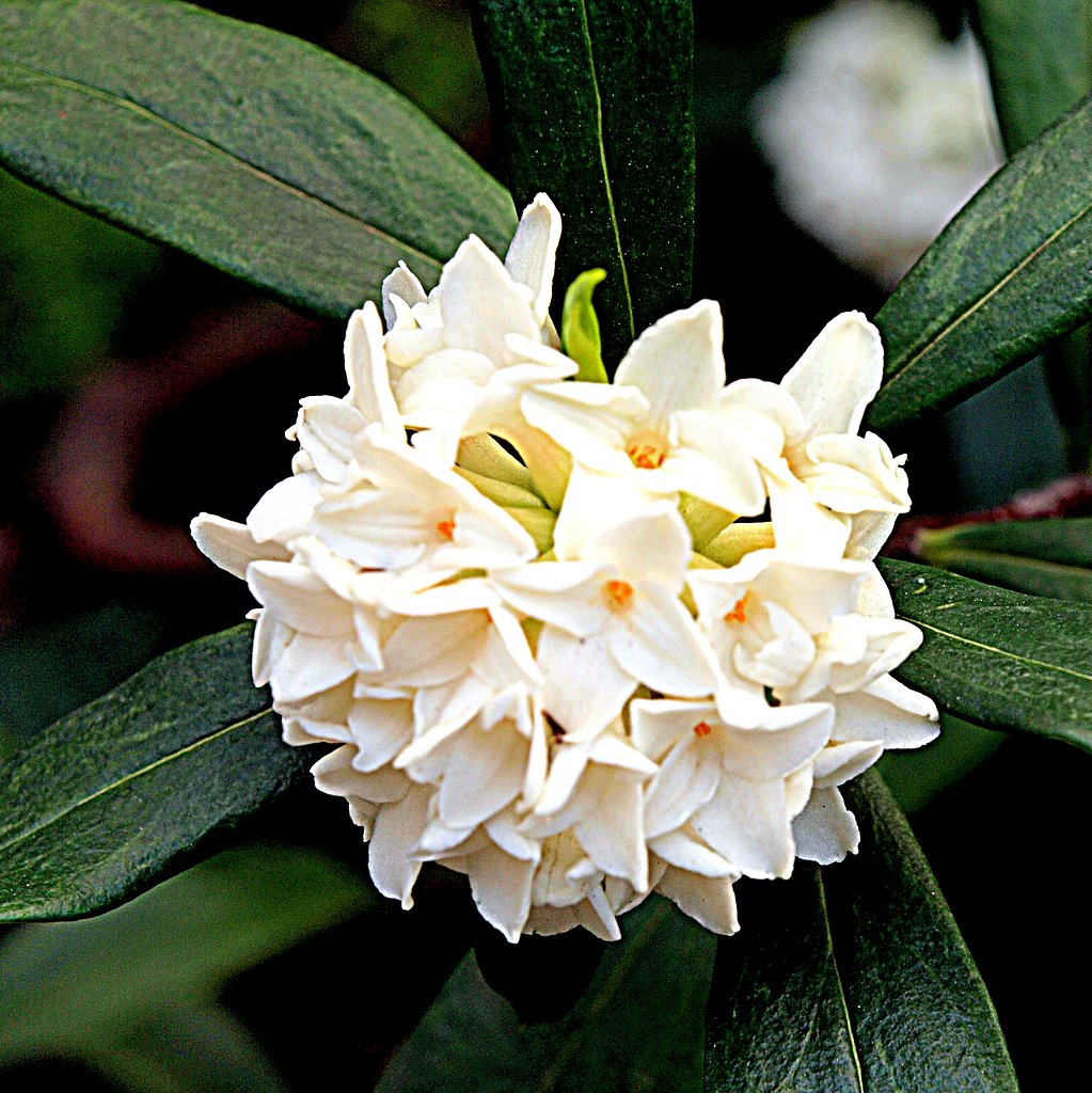 Olympus ZD14-54mmF2.8-3.5