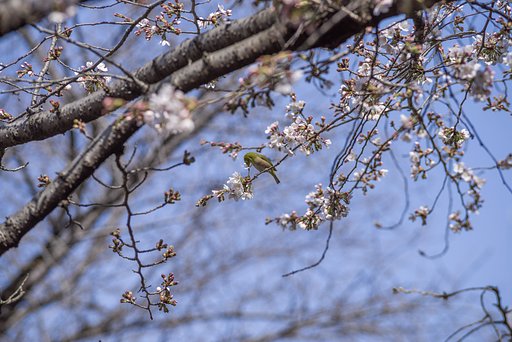 桜咲きました