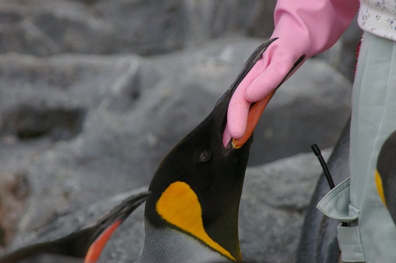 それはエサではありません