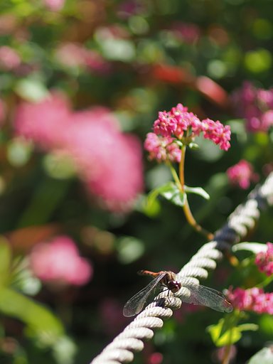 赤と茜◎Makro Planar 50mm/F2