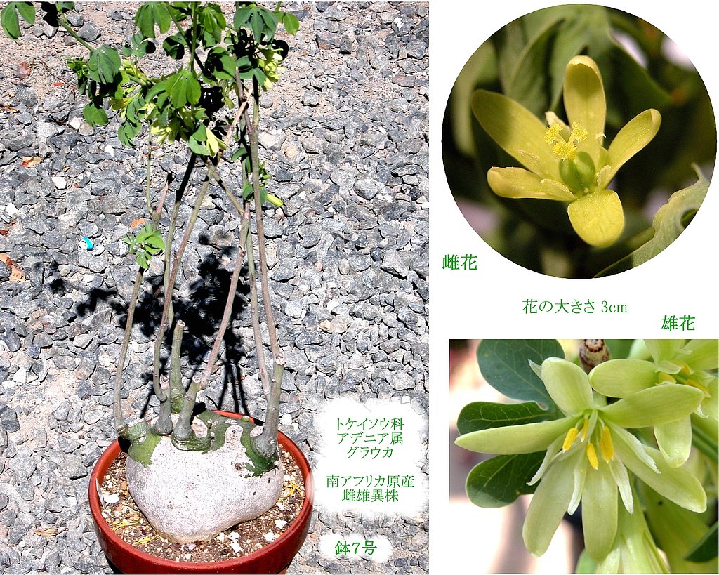 多肉植物　図鑑