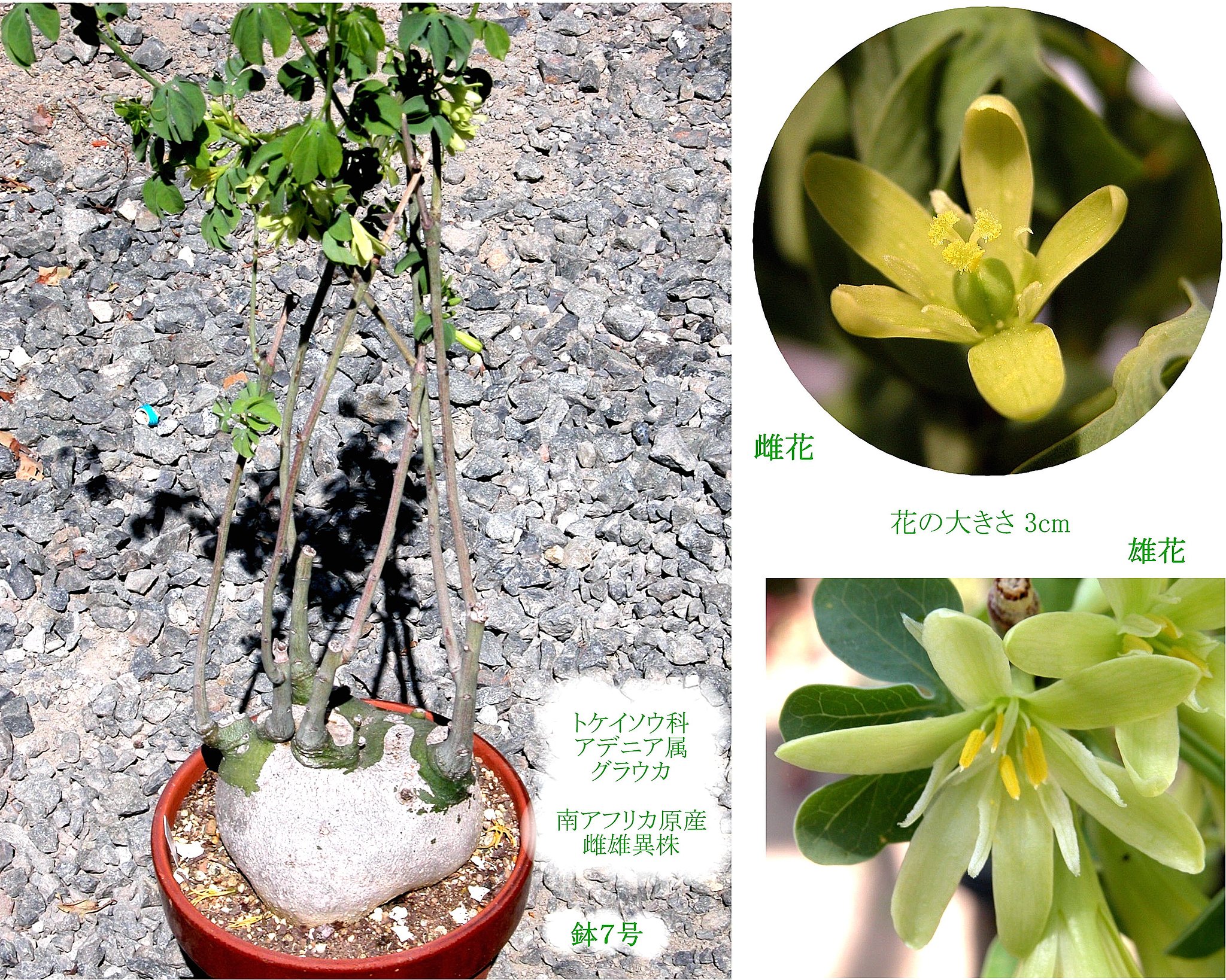 多肉植物　図鑑