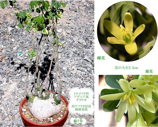 多肉植物　図鑑