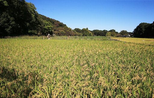 稔るほど頭を垂れる稲穂かな