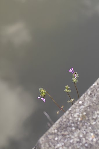 仏の座