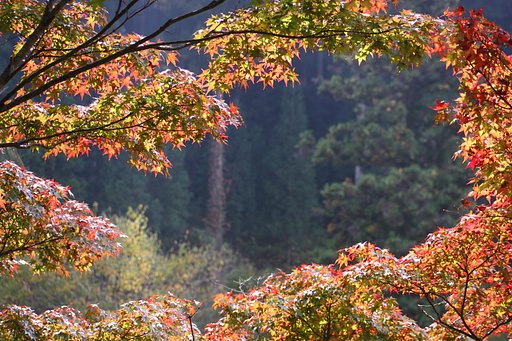 紅葉トンネル