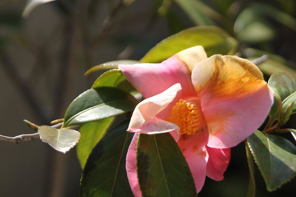 Tamron  28-300mm-F3.5-6.3