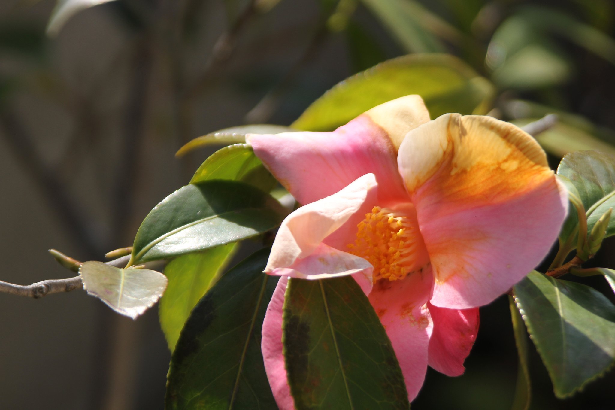 Tamron  28-300mm-F3.5-6.3