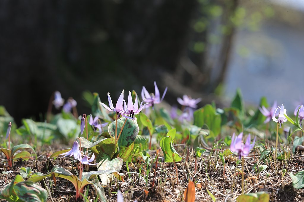 東京23区の中にカタクリの森