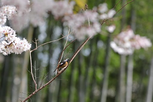 冬と春のはざまで
